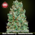 Auto Blueberry 