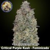 Critical Purple Kush 