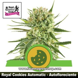Royal Cookies Automatic