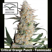 Critical Orange Punch 