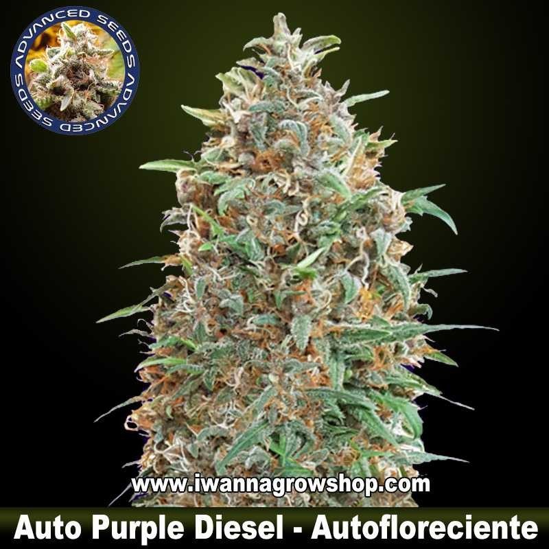 Auto Purple Diesel 