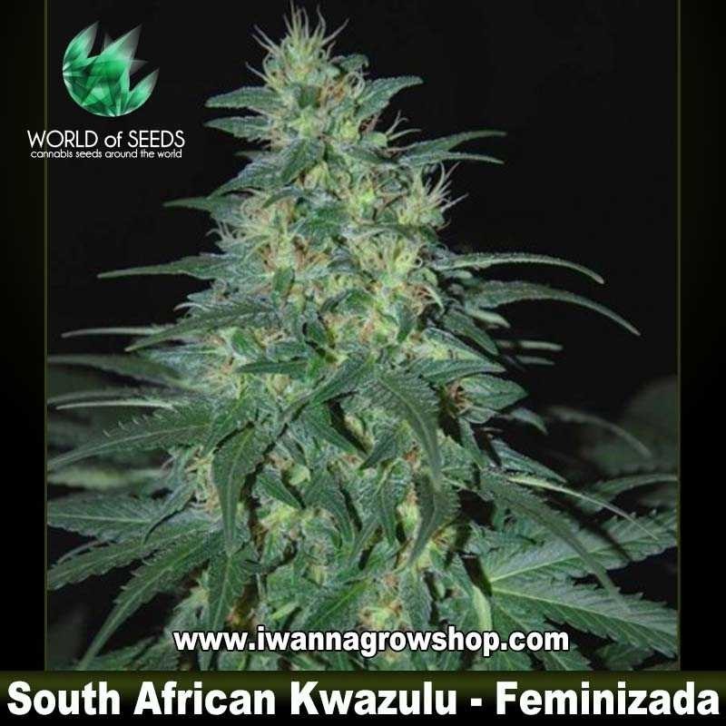 South African Kwazulu 
