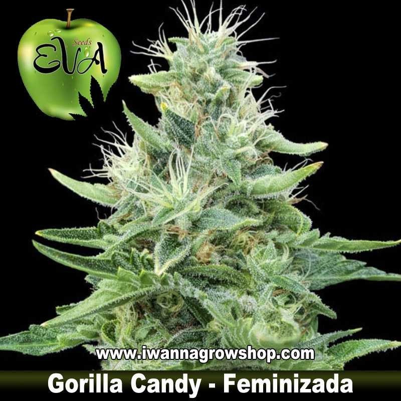 Gorilla Candy 
