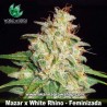 Mazar x White Rhino 