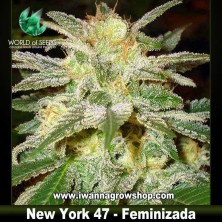 New York 47 – Feminizada