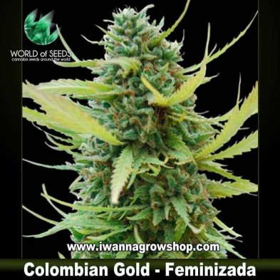 Colombian Gold 
