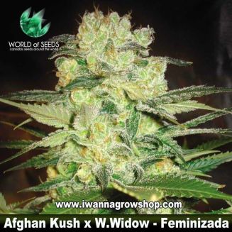 Afghan Kush x White Widow 