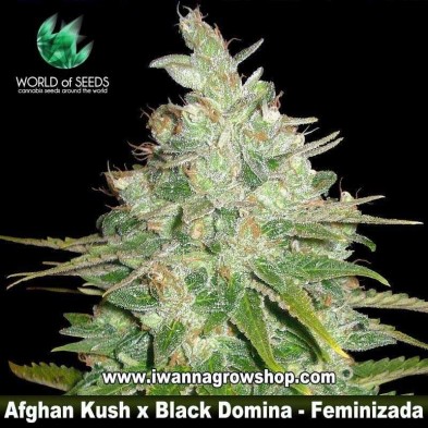Afghan Kush x Black Domina 