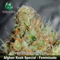 Afghan Kush Special 