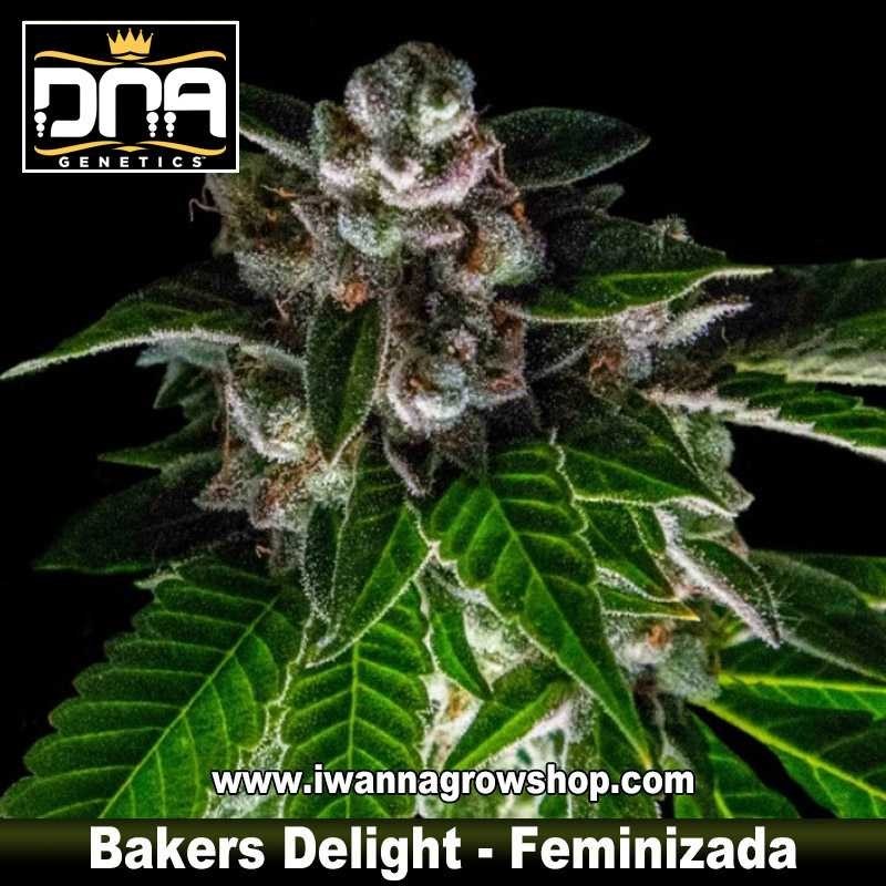Bakers Delight 