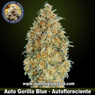 Auto Gorilla Blue 