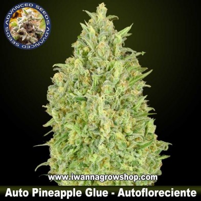 Auto Pineapple Glue 