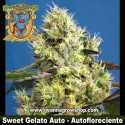 Sweet Gelato Auto 