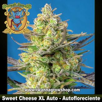 Sweet Cheese XL Auto 