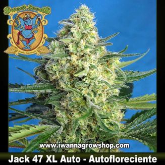 Jack 47 XL Auto 