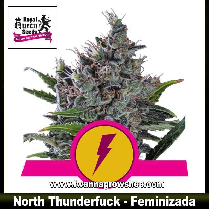 North Thunderfuck 