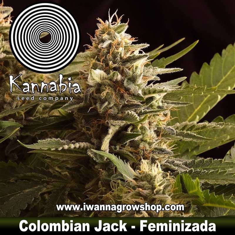 Colombian Jack