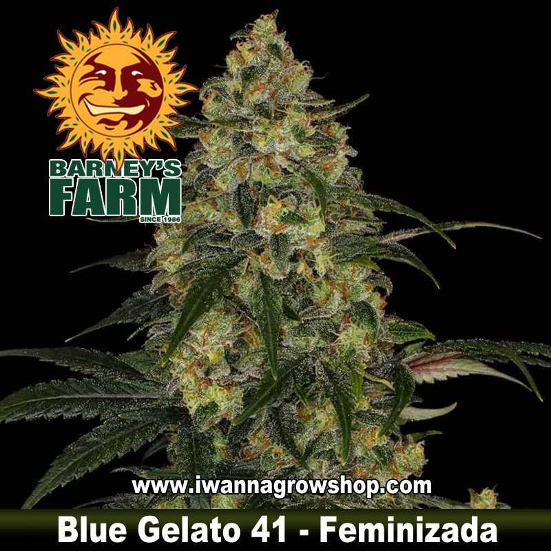 Comprar Blue Gelato 41 Barney´s Farm Feminizada – I Wanna Grow Shop