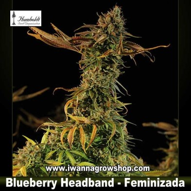 Blueberry Headband   