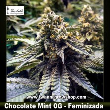 Chocolate Mint OG 