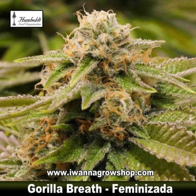 Gorilla Breath   