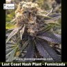 Lost Coast Hash Plant    
