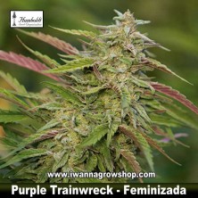 Purple Trainwreck     