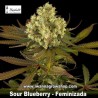 Sour Blueberry     