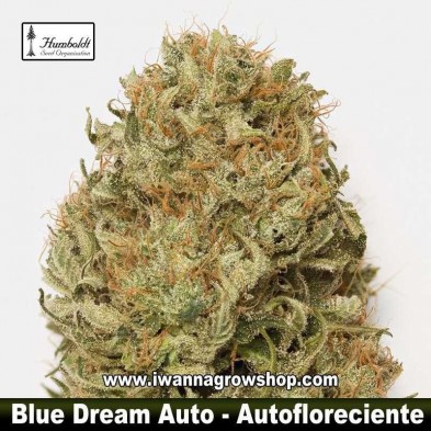 Blue Dream Auto 