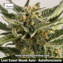 Lost Coast Skunk Auto 