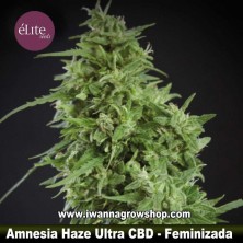 Amnesia Haze Ultra CBD 