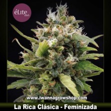 La Rica Clásica THC 