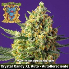 Crystal Candy XL Auto 