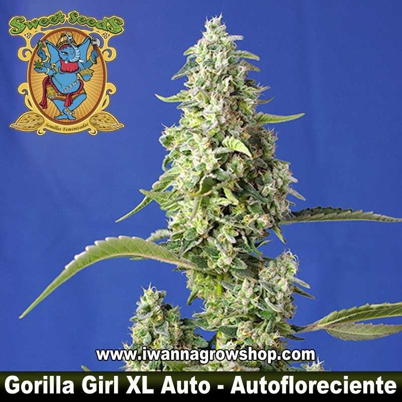 Gorilla Girl XL Auto       