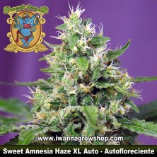 Sweet Amnesia Haze XL Auto 