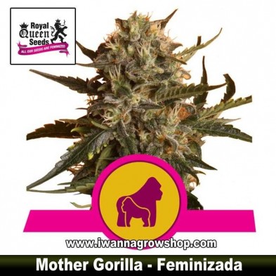Mother Gorilla