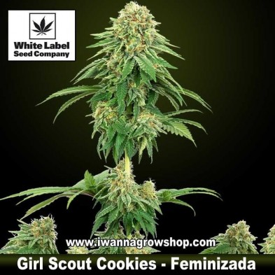 Girl Scout Cookies 