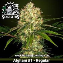 Afgani 1 Regular 