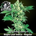 Maple Leaf Indica regular 