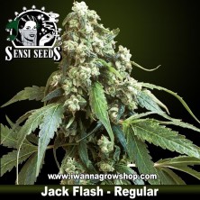Jack Flash – Regular