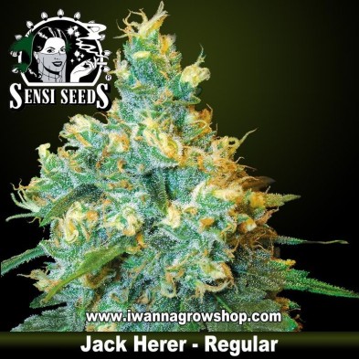 Jack Herer – Regular
