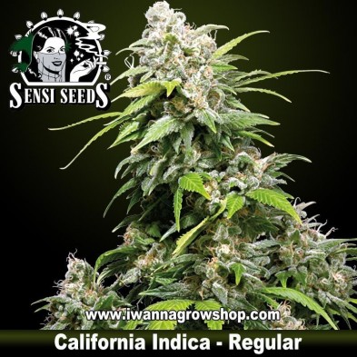 California Indica – Regular
