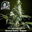 Mexican Sativa Regular 