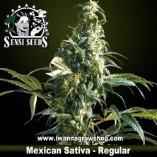 Mexican Sativa – Regular