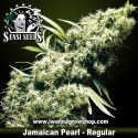 Jamaican Pearl Regular 