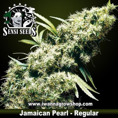 Jamaican Pearl – Regular