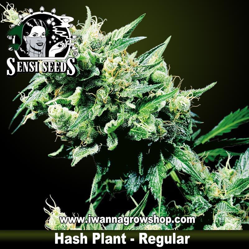Hash Plant Regular 