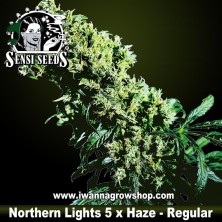 Northern Lights 5 x Haze – Regular