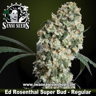 Ed Rosental Super Bud regular 