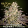 Cloud Walker 